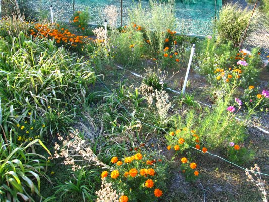 The Wildflower Bed