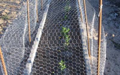 Osage Seedlings