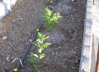 Osage Seedlings