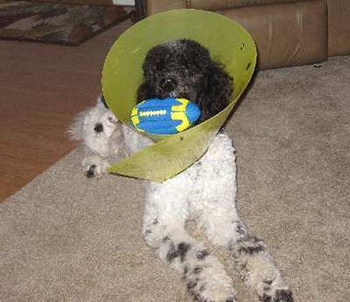 The Cone