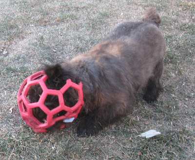 Cairn Terriers