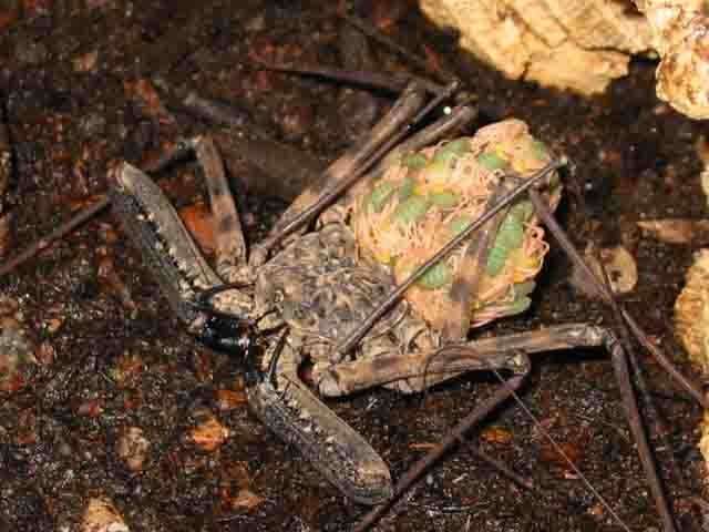 Whip Scorpion