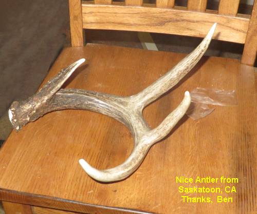 Antler