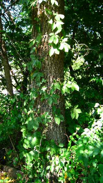 Poison Oak