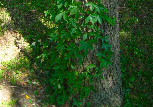 Poison Oak