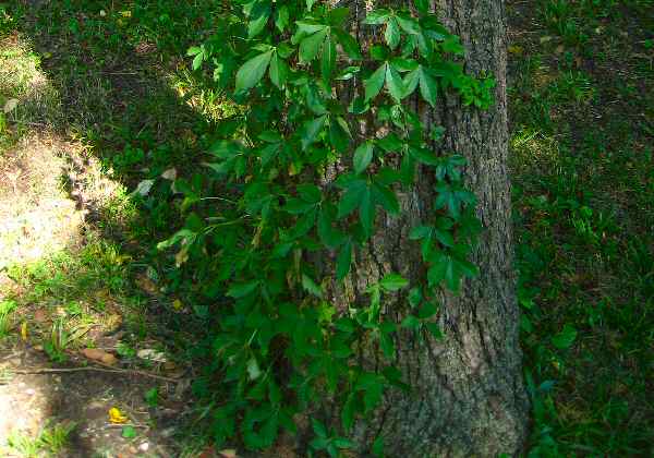 Poison Oak