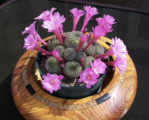 Cactus Bowl