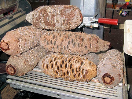 Banksia Pods