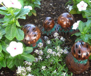 Banksia Pod Mushrooms