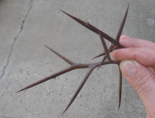 Honey Locust Thorns