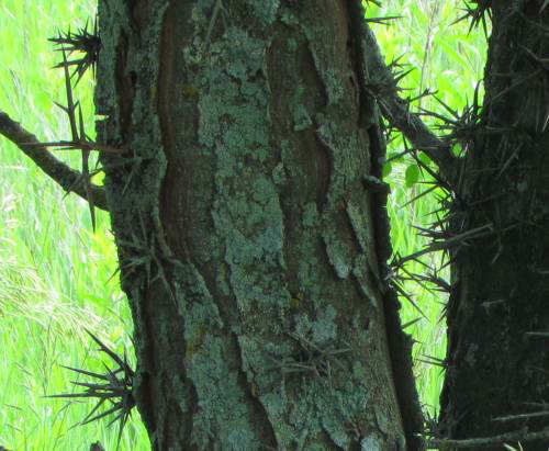 Honey Locust Thorns