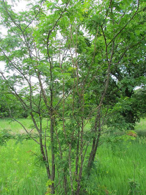 Honey Locust