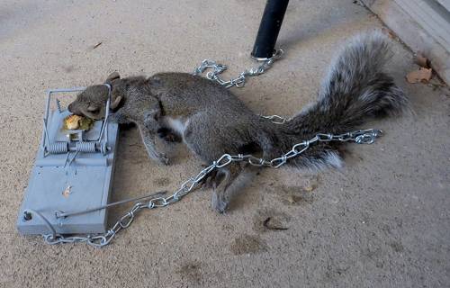 Rat Trap Mods for Squirrels 10-2014